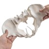 MediTrainer Life-Size Female Pelvis Skeleton Model with Elastic Cords