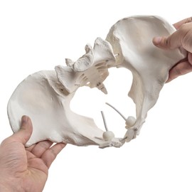 MediTrainer Life-Size Female Pelvis Skeleton Model with Elastic Cords