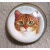 LRG GLASS DOME PIC BUTTON BEAUTIFUL GREEN-EYED ORANGE & WHITE