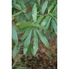 Laurel Oak Tree | Quercus Laurifolia Swamp Oak | 3