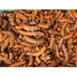 Fresh turmeric roots Certified Organic Turmeric Roots 8oz. for Arthritis Pain, Boost Immune System