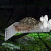 Acrylic Turtle Basking Platform - Reptile Habitat, Durable Floating Turtle