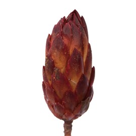 Vickerman 14" Red Repens on a Natural Stem. Includes 6 Stems per Bundle, Dried