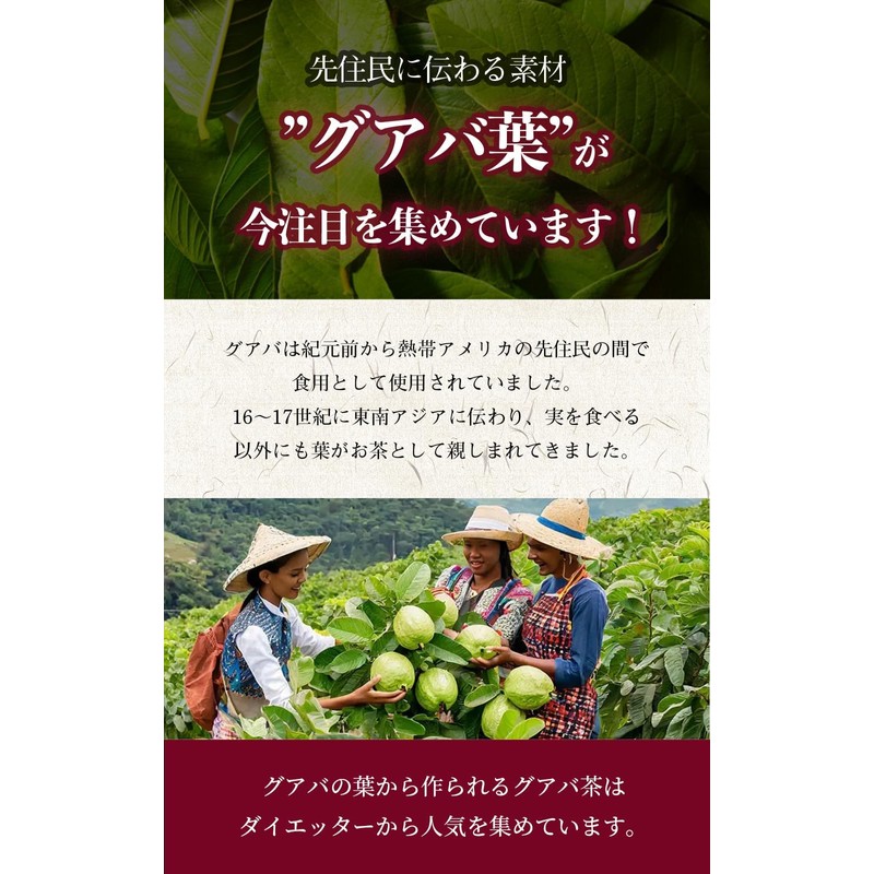 Personal Japanese and Chinese Tea Guava Tea Diet Tea Modest