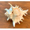Large Natural Conch Seashell Murex Ramosus 7"- 8" Rare Real