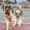 Tactical Dog Harness, for Hiking Training Military Service Dog Harness