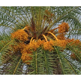 Unbranded 1 Phoenix Sylvestris, Silver Date Palm Live Plant, 2 Year Sapling, Seedling