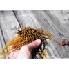 Maui Medicinal Herbs Goldenseal Root Powder 7gm = 1/4 oz.