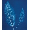 Jacquard Cyanotype Sensitizer Set
