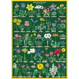 Cavallini Decorative Paper - Wildflowers #2 20"x28" Sheet