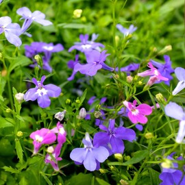 Outsidepride Lobelia Riviera Mix - 10000 Seeds