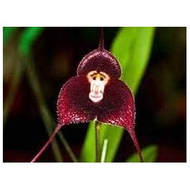 100 Pcs Monkey Face Orchid Seeds for Planting, Maroon Dracula Simia Rare Orchid Flower Seeds for Planting(Red) Color