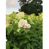 Vanilla Strawberry Hydrangea PP 20670 (3 Gallon)