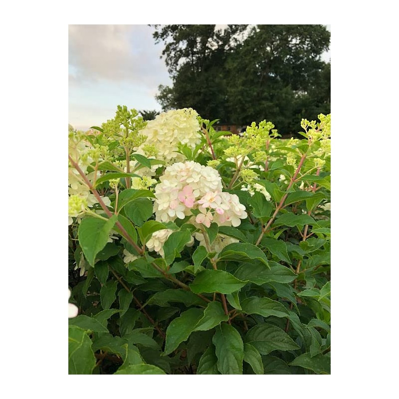 Vanilla Strawberry Hydrangea PP 20670 (3 Gallon)