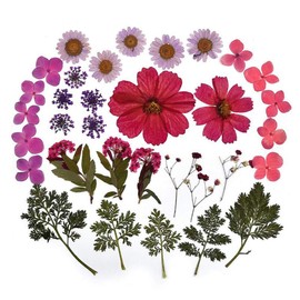 Fiori secchi pressati naturali per Scrapbooking artigianato pressato fiore decorativo misto cinque stili per fai da te arte decorazioni floreali decorazioni (viola)