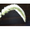 Fresh Giant Bristlegrass Setaria magna 1-gram Native Grass Birds Fresh