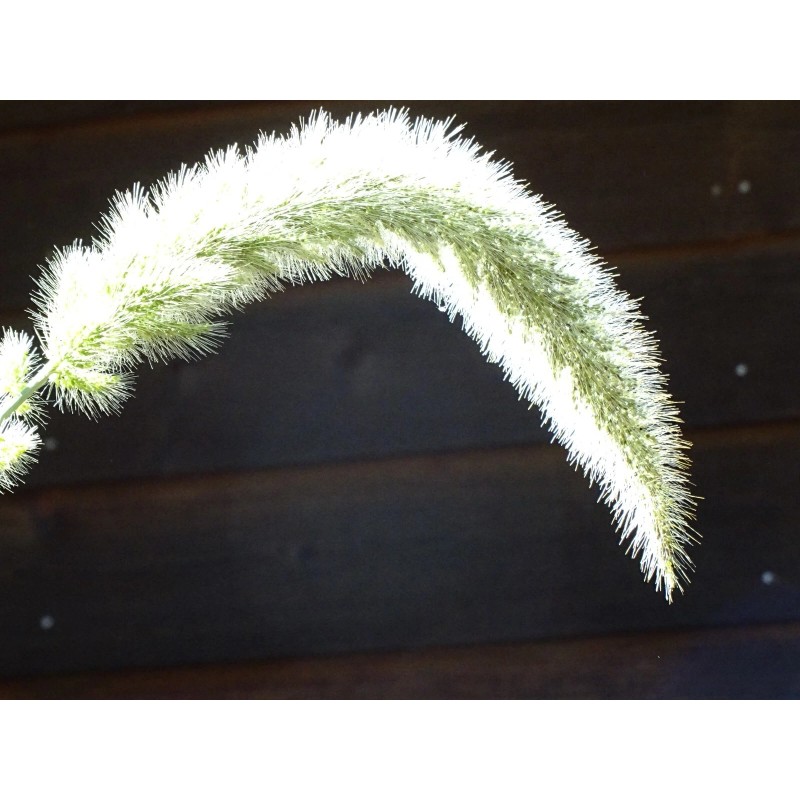 Fresh Giant Bristlegrass Setaria magna 1-gram Native Grass Birds Fresh