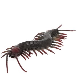 Realistic Centipede Toy