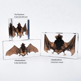 Taxidermy Bat, L Size Real Insect Bat Specimens in Resin for Closer-Look & Study in Safe Healthy Manner, for Preschool Classroom, Home Office Decor Display (L: 5.5x2.5x0.8-inch)
