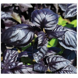 David's Garden Seeds Herb Basil Amethyst Improved 9468 (Purple) 200 Non-GMO, Open Pollinated Seeds