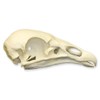 Turkey Vulture Skull (Teaching Quality Replica)