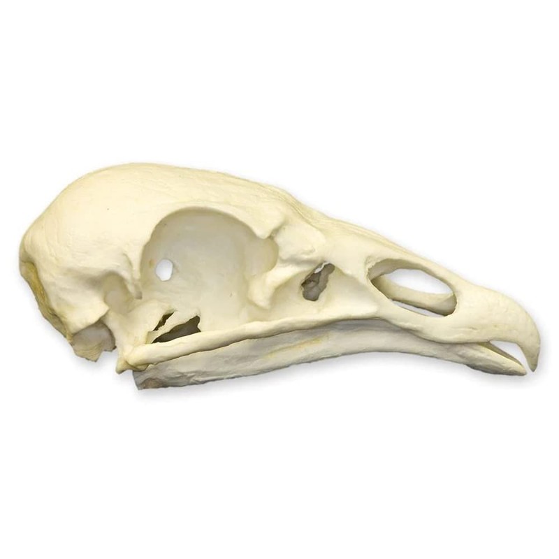 Turkey Vulture Skull (Teaching Quality Replica)