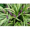 Variegated Liriope | 3 Live Bare Root Pips | Liriope