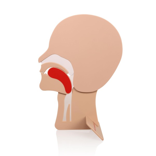 2 Packs CPR Head Section Model, XFT Model of Head