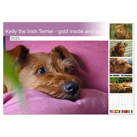 Kelly the Irish Terrier - gold inside and out (Monthly Wall Calendar 2025 11.7" x 16.5" (open)), CALVENDO 14 Month Calendar