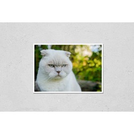 Poster Reproduction of Funny portrait of short-haired domestic white kitten on green backyard background. British cat walking outdoors in garden on summer day. Pet care health Variation Number 2