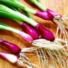 Seeds Red Welsh Onion Bunching Non GMO Vegetable for Planting