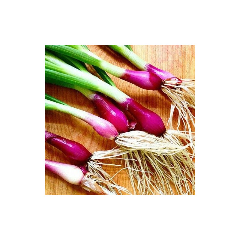 Seeds Red Welsh Onion Bunching Non GMO Vegetable for Planting