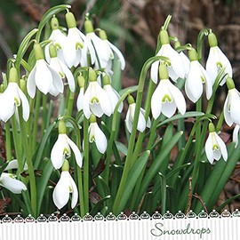 Servietten Blumen 20 Napkins Blooming of Snowdrops | Flowers | Spring | Summer | Table Decoration 33 x 33 cm