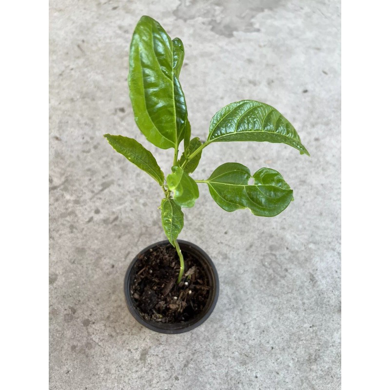Passion Fruit Passiflora Edulis Passion Fruit Plant 8” With Pot