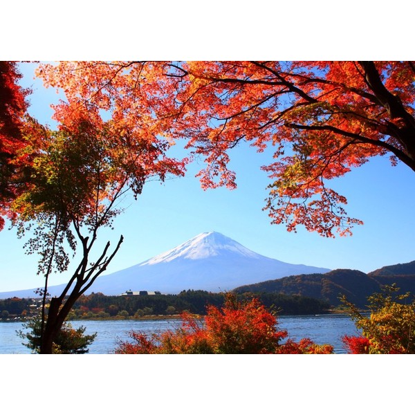 Painting Wallpaper Poster (Removable Self-stick) Maple Trees Fujifilm Foliage and Fuji Mountain View 山中湖 Autumn Scenery Character Black FJS – 014 a1 (A1 Edition 830 mm × 585 mm) For Architectural Wallpaper + Weather Resistant Paint