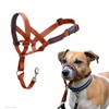HALTI Headcollar - To Stop Your Dog Pulling on the