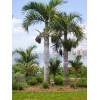 Buy Rare Seeds Hyophorbe verschaffeltii | Spindle Palm | 10_Seeds