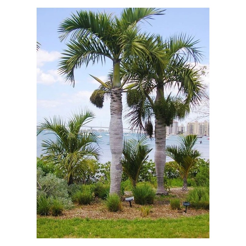 Buy Rare Seeds Hyophorbe verschaffeltii | Spindle Palm | 10_Seeds