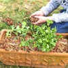100% Natural Cedar Shavings | Mulch | Great for Outdoors