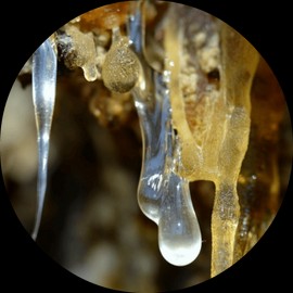 Living Libations Forest Amber Essential Oil, 5ml