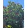 Unbranded Umbrella Tree Schefflera actinophylla
