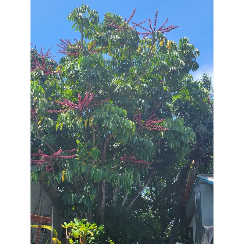 Unbranded Umbrella Tree Schefflera actinophylla