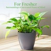 American Plant Exchange Golden Pothos – 6-Inch Pot – Live