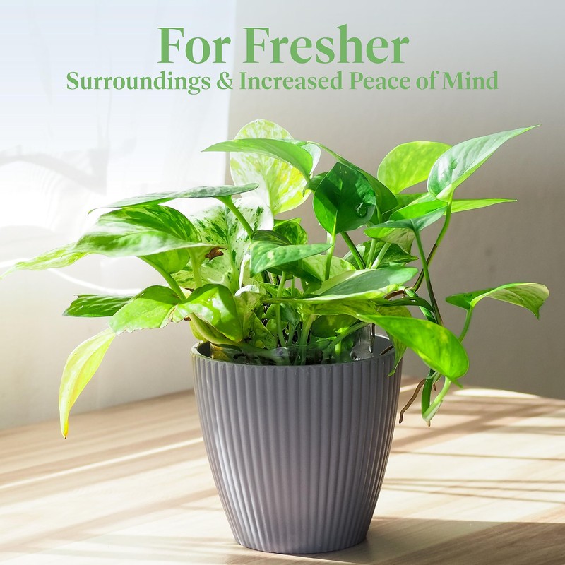 American Plant Exchange Golden Pothos – 6-Inch Pot – Live