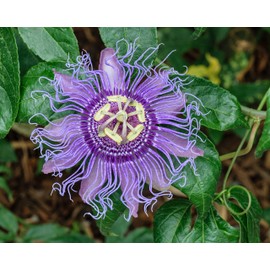 5pcs Passion Flower (Passiflora incarnata), plant Exotic Passion Fruit Seeds Passiflora Edulis for home garden 5