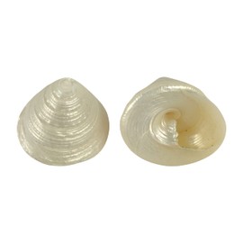 MMvloesy 6Pc Hermit Crab Shells,Turbo Shells,Withe Argystoma Turbo Banded Seashells for DIY Hermit Crab House Home Decor 1.5"~ 2" Inch