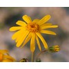 Herb Pharm Certified Organic Oil, Arnica, 1 Fl Oz