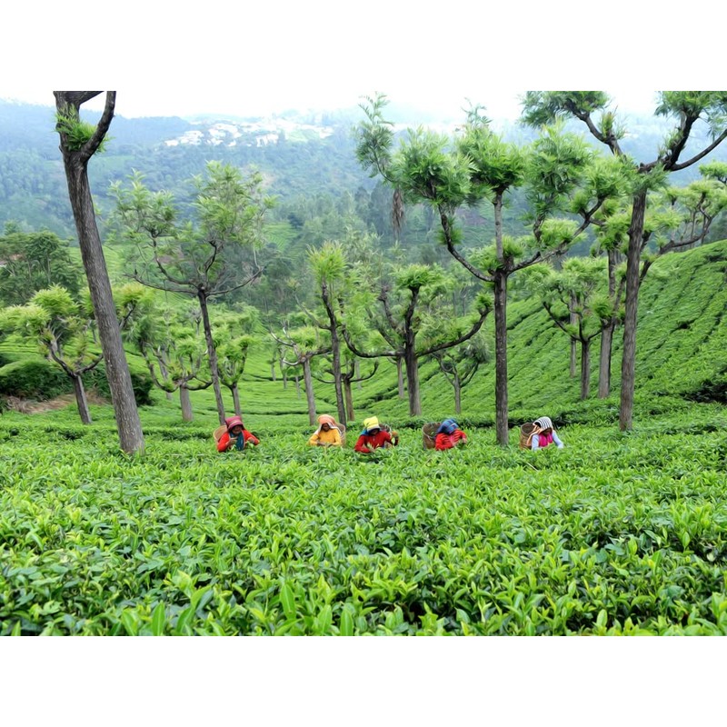Nilgiri Tea Leaf Chamraj SFTGFOP SOUTH INDIA TEA HOUSE