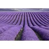 TooGet French Lavender Bud Top Grade Dried Lavender Flower 100%
