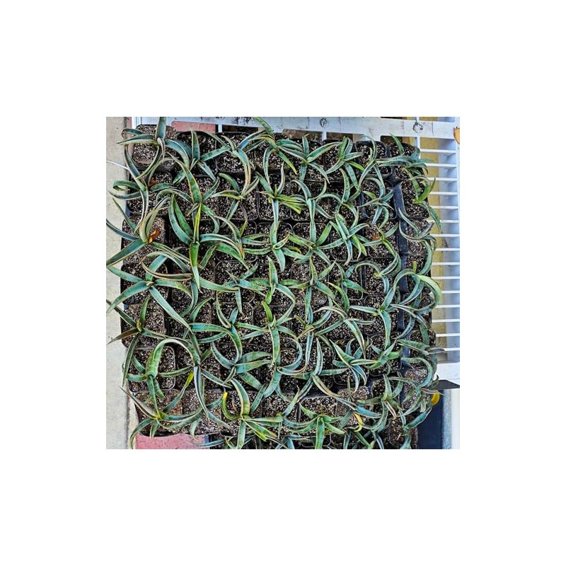 Banana Yucca Plant, Yucca Baccata, Evergreen Shrub, 2 Inch Pot